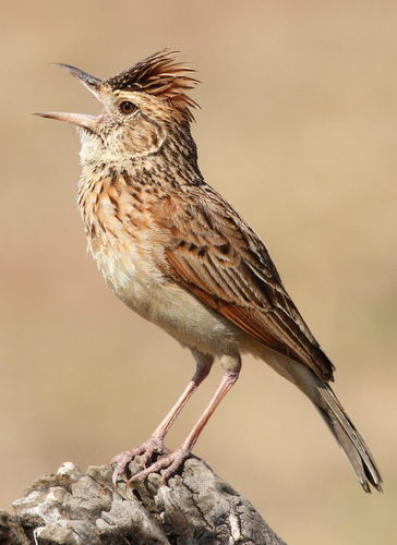 Rufous-naped Lark