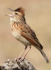 Rufous-Naped Lark photo 3