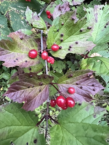 guelder-rose