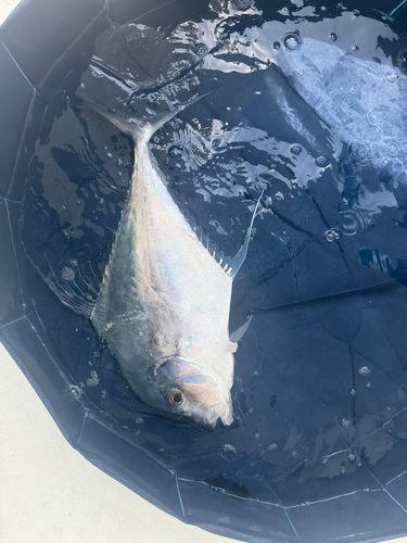 Diamond Trevally