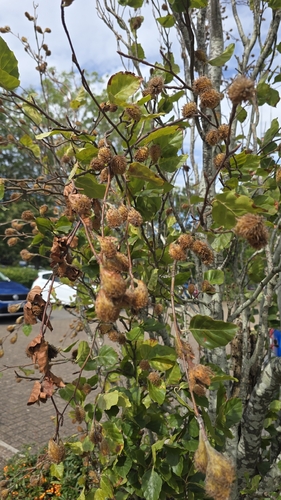 European beech