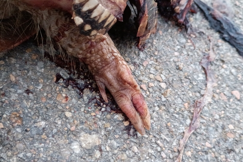 Mexican Long-nosed Armadillo