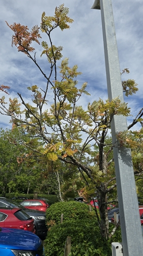 European mountain ash