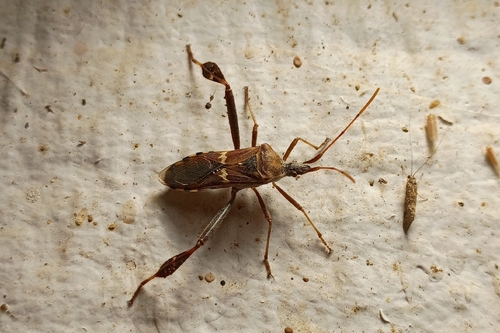 Western Leaf-footed Bug