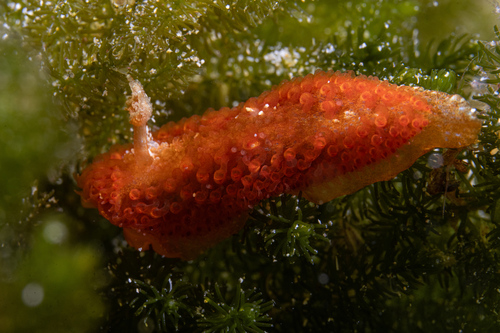 Madrella ferruginosa observed 2026-09-17