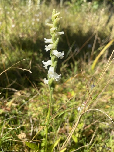 Appalachian ladies’ tresses