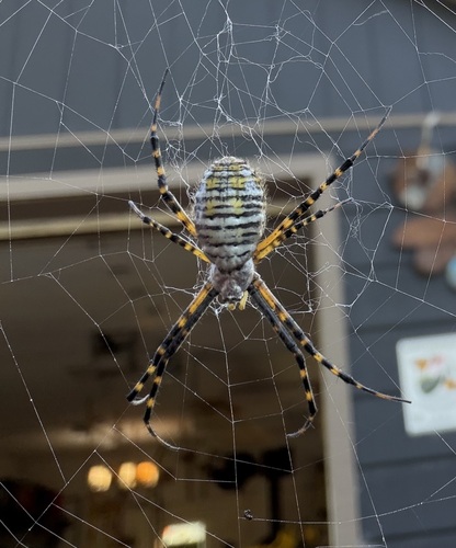 Banded Garden Spider