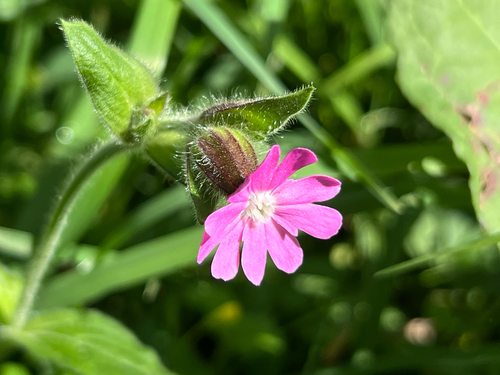 red campion