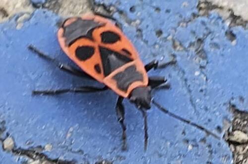European Firebug