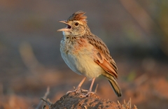 Rufous-Naped Lark photo 4