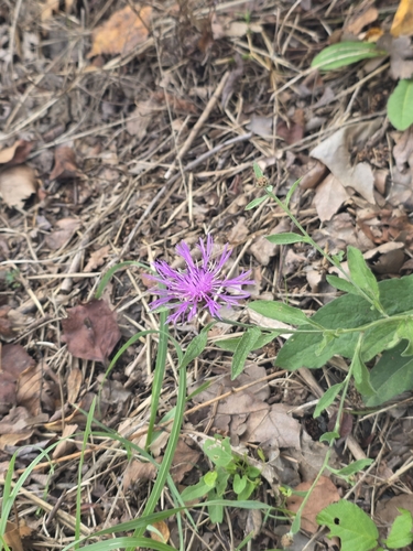 Centaurea decipiens