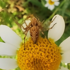Oxyopes