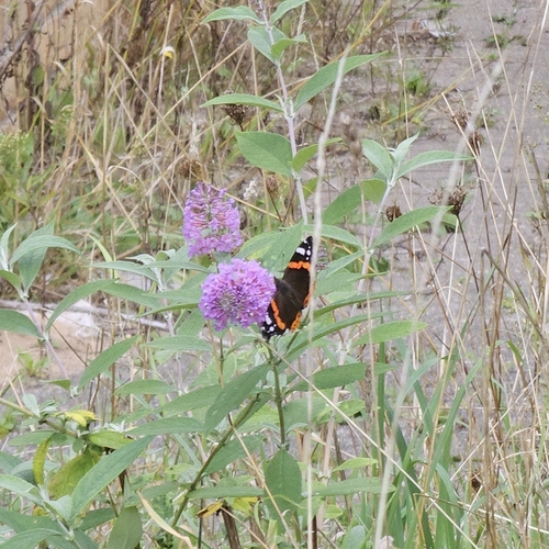 Red Admiral