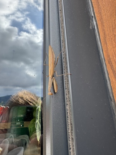 European Mantis