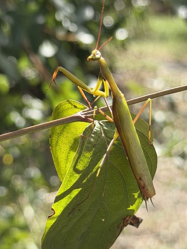 European Mantis