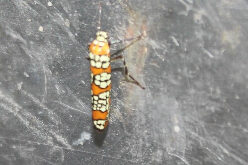 Ailanthus Webworm Moth