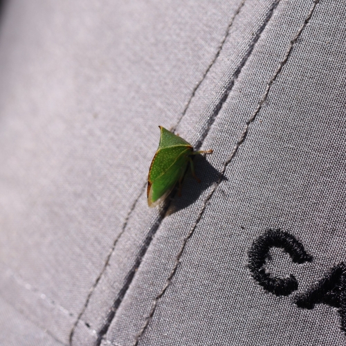 Buffalo Treehopper