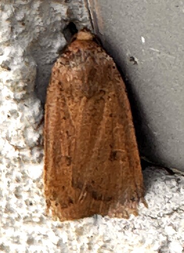Lesser Yellow Underwing