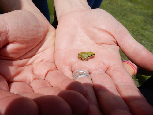 iNaturalist observation photo of Pacific chorus frog