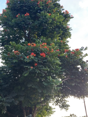 African tulip tree