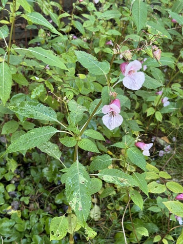 Himalayan balsam