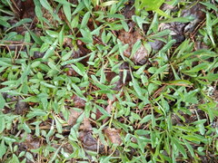 Pilosella lactucella