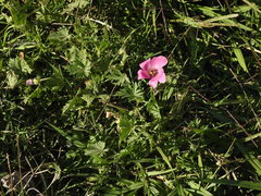 Modiolastrum gilliesii