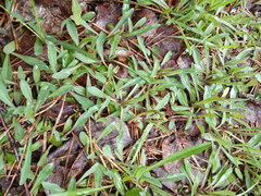 Pilosella lactucella