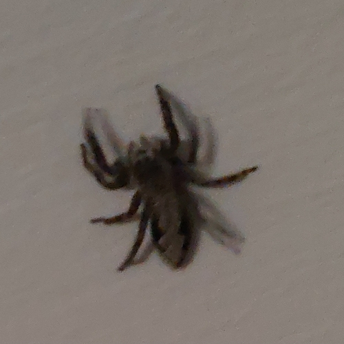 Tan Jumping Spider