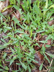 Pilosella lactucella