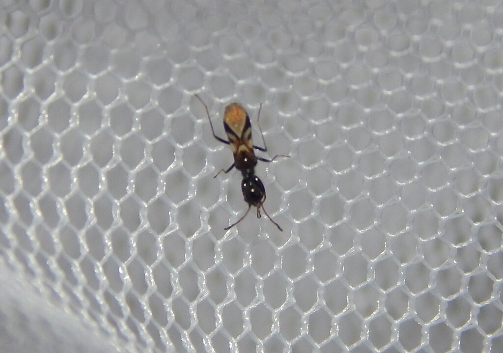 Aegyptocoris