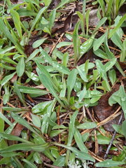 Pilosella lactucella