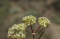 Valerianella lasiocarpa