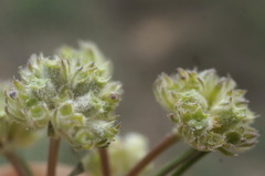 Valerianella lasiocarpa