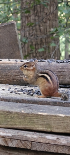 Eastern Chipmunk