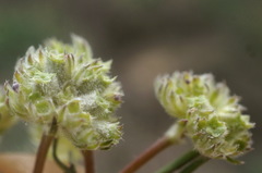 Valerianella lasiocarpa