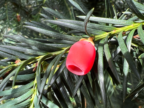 common yew