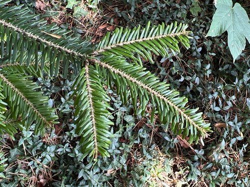 silver fir