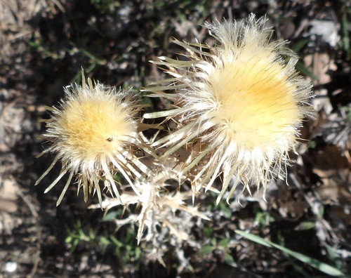 Carline Thistle