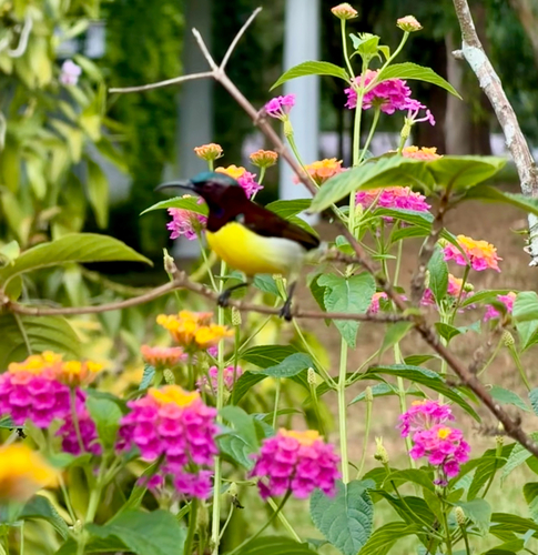 Purple-rumped Sunbird