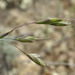 Helictochloa - Photo (c) Сергей, some rights reserved (CC BY-NC), uploaded by Сергей