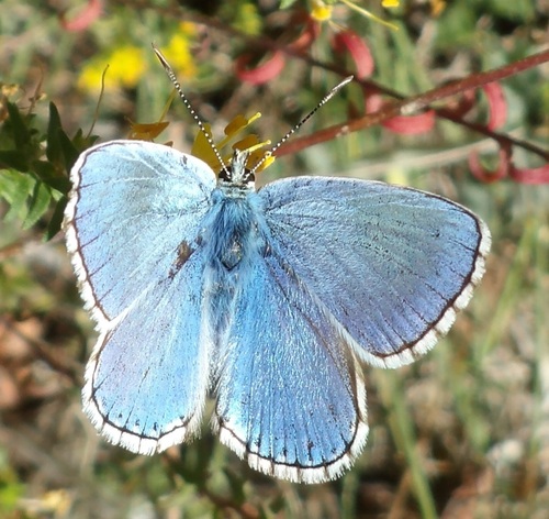 Adonis Blue