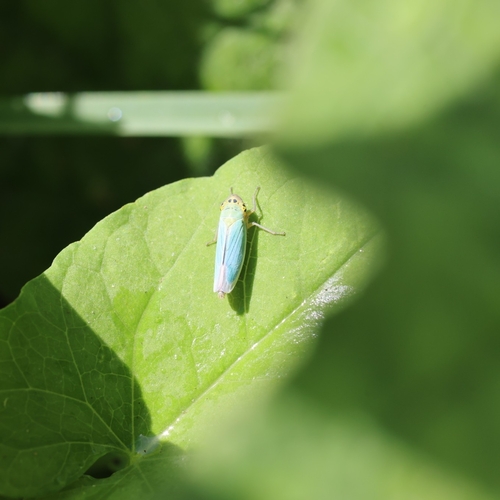 Green Leafhopper