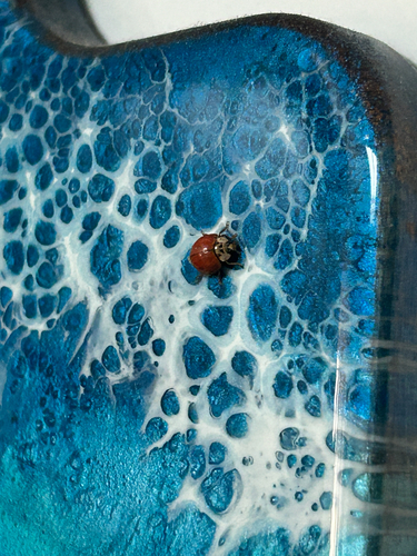 Asian Lady Beetle