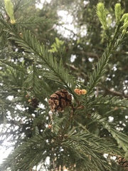 Sequoia sempervirens
