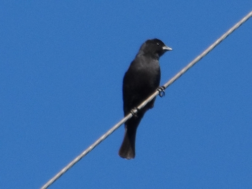 Shiny Cowbird