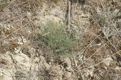 Seseli pallasii