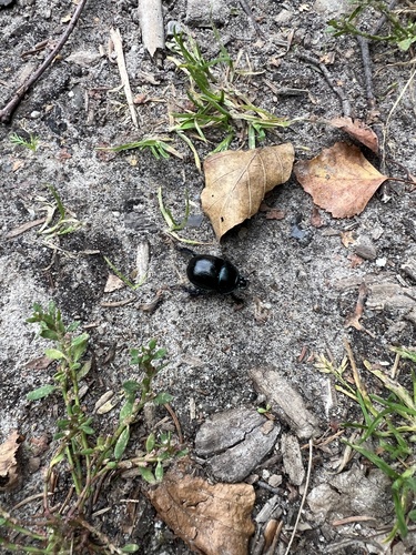 Woodland Dor Beetle