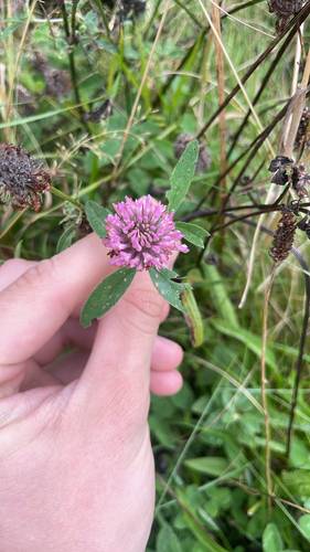 Red Clover