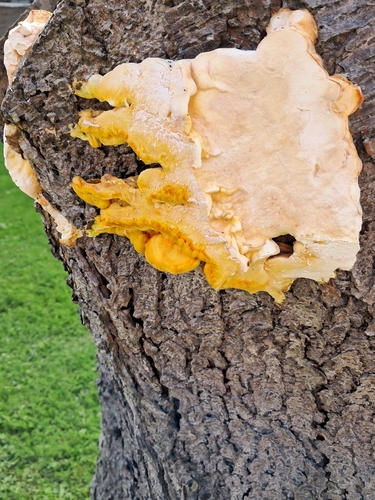 chicken of the woods